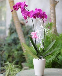 Mê mẩn với chậu Lan hồ điệp tím đẹp ngất ngây tại cửa hàng Lan hồ điệp Thành phố Hồ Chí Minh.