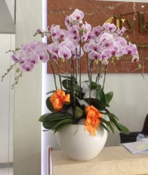 Hoa Lan hồ điệp đẹp ngất ngây tại cửa hàng Làn hồ điệp thành phố Hồ Chí Minh