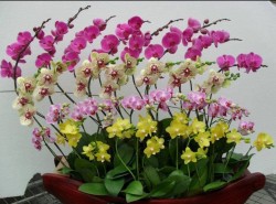 Đường cong tuyệt vời từ chậu, nhánh, hoa Lan hồ điệp tại cửa hàng Lan Hồ Điệp Tp.HCM