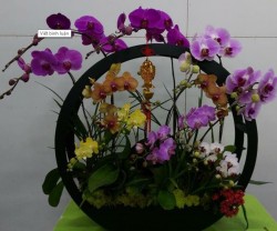 Hoa Lan hồ điệp đẹp ngất ngây tại cửa hàng Làn hồ điệp thành phố Hồ Chí MInh