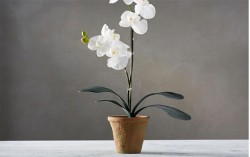 Cua hang Lan ho diep so 1 Thanh pho Ho Chi Minh