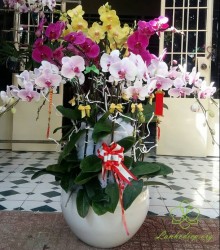 HDN99 Chậu Lan Hồ Điệp trắng tím vàng 11 cành