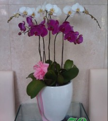 HDN10 Chậu Lan Hồ Điệp 5 cành trắng tím