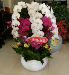 HDN13 Chậu Lan Hồ Điệp 8 cành trắng tím
