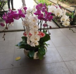 HDN14 Chậu Lan Hồ Điệp 5 cành trắng tím