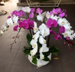 HDN15 Chậu Lan Hồ Điệp 7 cành trắng tím