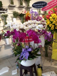 HDN16 Chậu Lan Hồ Điệp 9 cành trắng tím