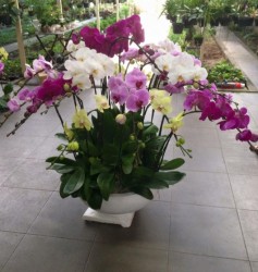 HDN17 Chậu Lan Hồ Điệp trắng tím vàng