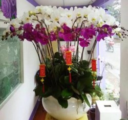 HDN18 Chậu Lan Hồ Điệp trắng tím