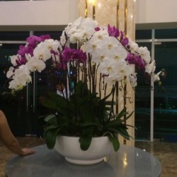 HDN19 Chậu Lan Hồ Điệp màu trắng tím