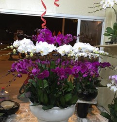 HDN21 Chậu Lan Hồ Điệp 3 tầng trắng tím