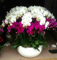 HDN23 Chậu Lan Hồ Điêp tặng doanh nghiệp đối tác