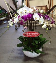 HDN24 Chậu Lan Hồ Điệp 7 cành màu trắng tím