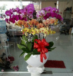 HDN26 Chậu Lan Hồ Điệp màu vàng tím