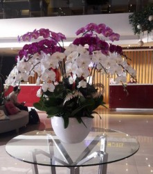 HDN27 Chậu Lan Hồ Điệp Trắng tím sang trọng