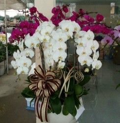 HDN28 Chậu Lan Hồ Điệp màu trắng tím 10 cành