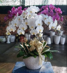 HDN29 Chậu Lan Hồ Điệp màu trắng tím 9 cành