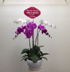 HDN31 Chậu Lan Hồ Điệp màu trắng tím 5 cành