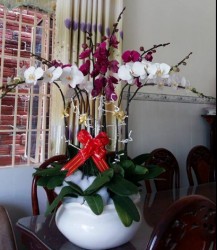 HDN34 Chậu Lan Hồ Điệp 7 cành chớm nở