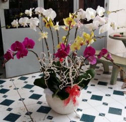 HDN35 Chậu Lan Hồ Điệp 3 màu trắng tím vàng 10 cành