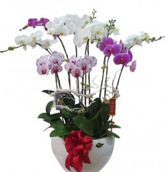 HDN38 Chậu Lan Hồ Điệp 10 cành