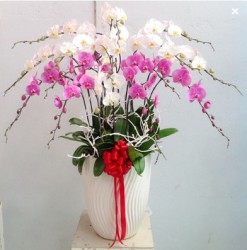 HDN39 Chậu Lan Hồ Điệp màu trắng tím