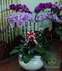 HDT11 Chậu Lan hồ Điệp 7 cành