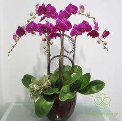 HDT13 Chậu Lan hồ Điệp tím 5 cành