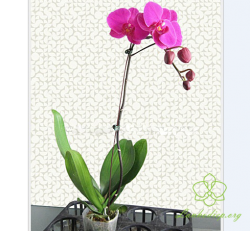 HDT16 Chậu Lan hồ Điệp tím 1 cành dễ thương