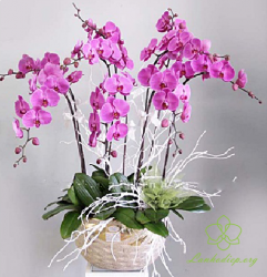 HDT17 Chậu Lan hồ Điệp tím 9 cành dễ thương