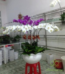 HDT19 Chậu Lan hồ Điệp tím 9 cành trắng tím