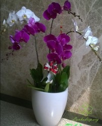 HDT20 Chậu Lan hồ Điệp tím 5 cành tím