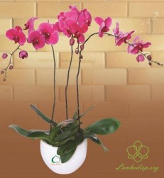 HDT23 Chậu Lan hồ Điệp tím 3 cành tím