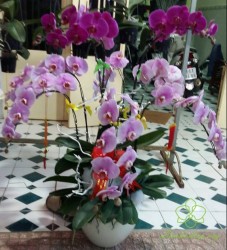 HDT24 Chậu Lan hồ Điệp tím7 cành tím