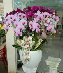 HDT25 Chậu Lan hồ Điệp tím15 cành tím