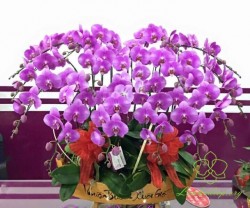 HDT39 Chậu Lan hồ Điệp tím 15 cành tím