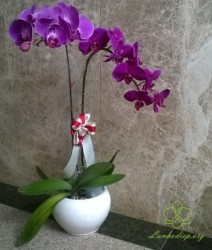 HDT44 Chậu Lan hồ Điệp tím 2 cành tím