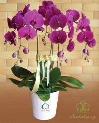 HDT46 Chậu Lan hồ Điệp tím 5 cành  tím