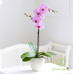 HDT54 Chậu Lan hồ Điệp tím 1 cành  tím