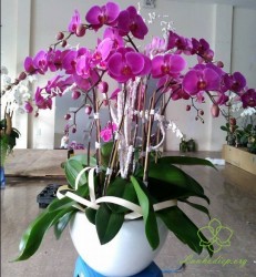 HDT59 Chậu Lan hồ Điệp tím 9 cành tím