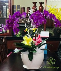 HDT9 Chậu Lan hồ Điệp 4 cành quý phái