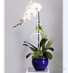 HD11 Chậu lan hồ điệp 1 cành trắng