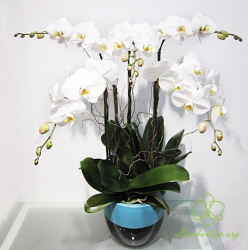 HD12 Chậu lan hồ điệp 5 cành trắng