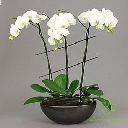 HD13 Chậu lan hồ điệp 3 cành trắng