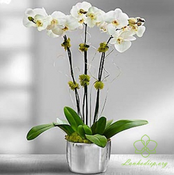 HD14 Chậu lan hồ điệp 3 cành trắng
