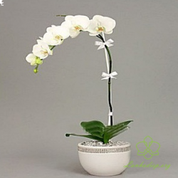 HD15 Chậu lan hồ điệp 1 cành trắng