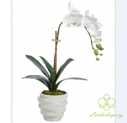 HD17 Chậu lan hồ điệp 1 cành trắng