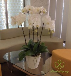 HD18 Chậu lan hồ điệp 5 cành trắng để bàn