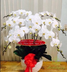 HD19 Chậu lan hồ điệp 7 cành trắng