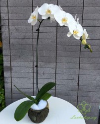 HD21 Chậu lan hồ điệp 1 cành trắng để bàn